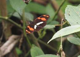 Image of Heliconius telesiphe sotericus Salvin 1871