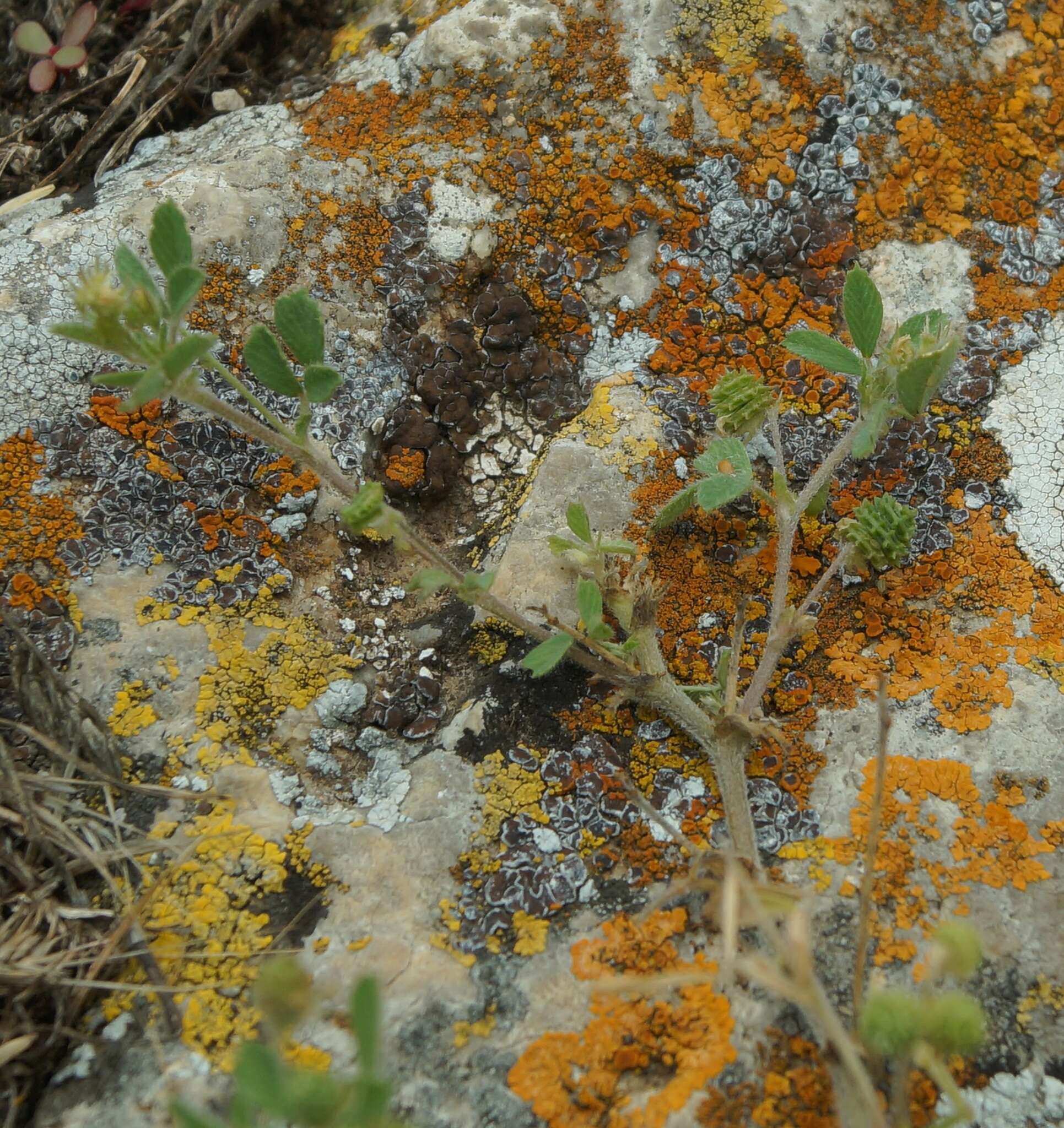 Imagem de Medicago meyeri Gruner