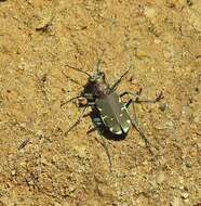 Image of Appalachian Tiger Beetle