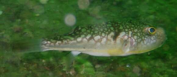 Image of Fine Patterned Puffer