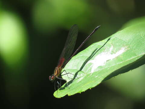 Image of Hetaerina capitalis Selys 1873