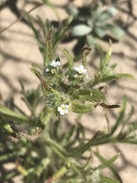 Image of Cleveland's cryptantha