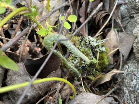 Image of narrowleaf swordfern