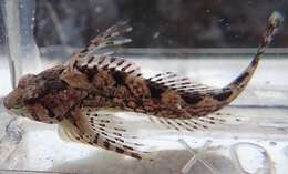 Image of Lesser sculpin