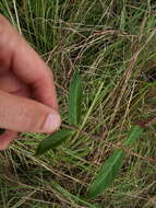 Image of Climbing-Dogbane