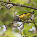 Image of Yellow-bellied Flowerpecker