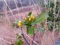 Image of Psychotria isalensis (Bremek.) A. P. Davis & Govaerts