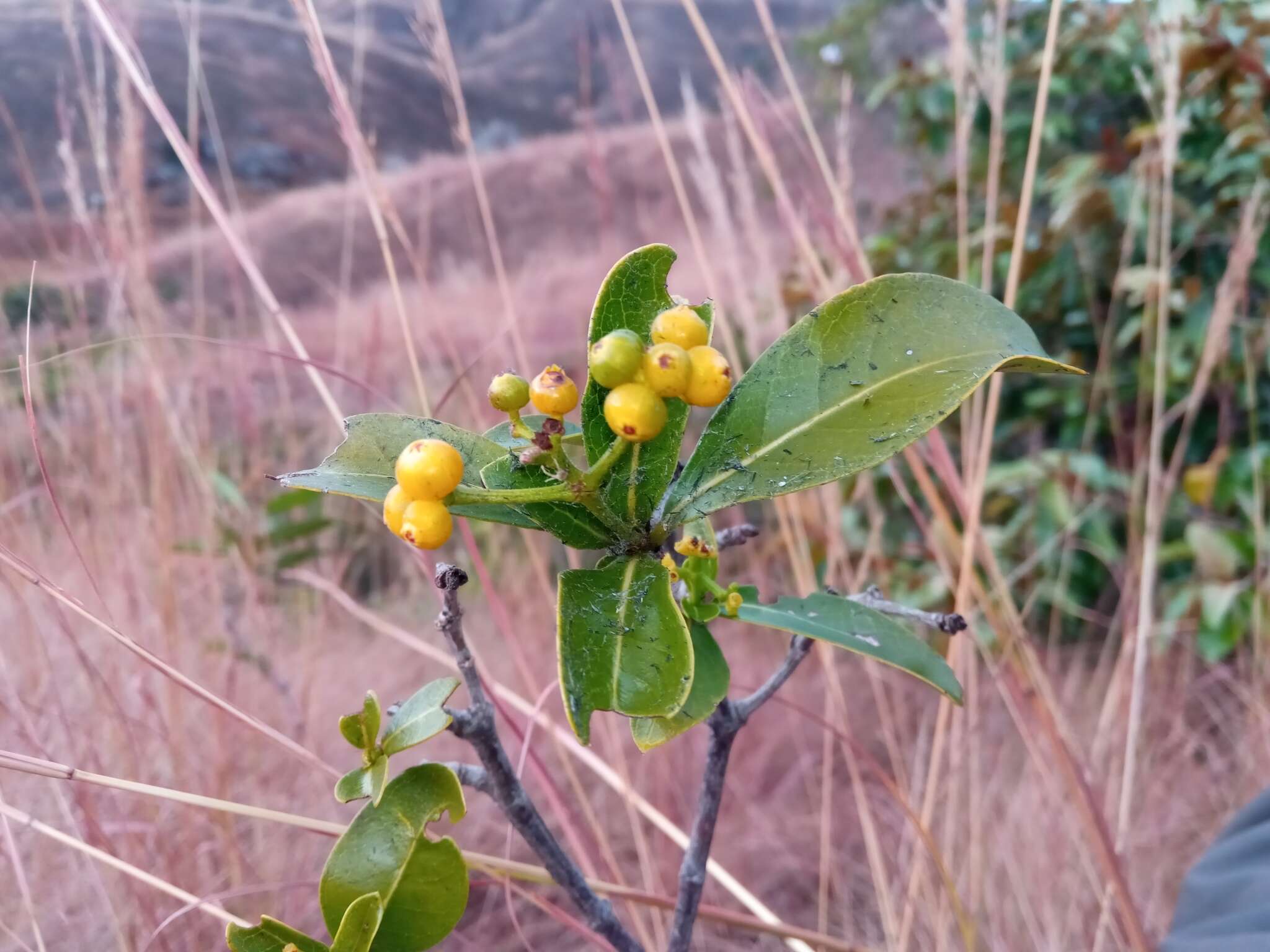 Image of Psychotria isalensis (Bremek.) A. P. Davis & Govaerts