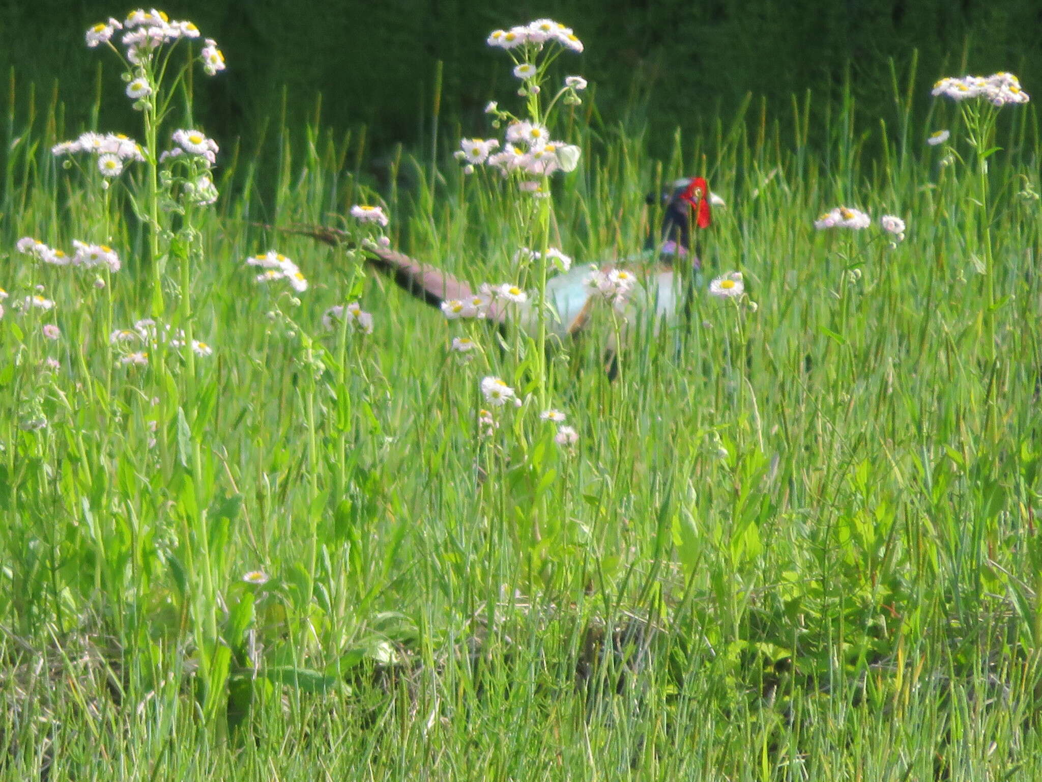 Image of Green Pheasant