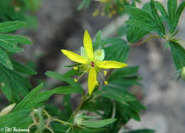 Imagem de Balbisia gracilis (Meyen) A. T. Hunziker & Ariza Espinar