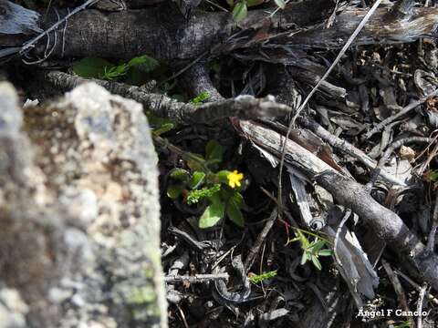 Plancia ëd Senecio lividus L.