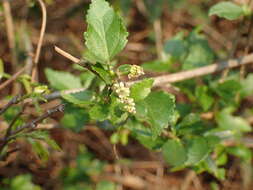 Imagem de Acalypha glabrata Thunb.