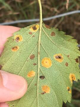 Imagem de Gymnosporangium globosum (Farl.) Farl. 1886