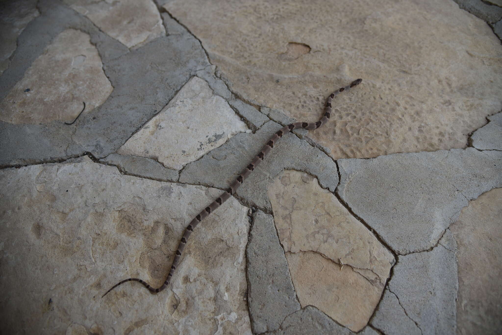 Image of Chihuahuan Desert Lyresnake