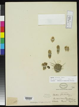 Image of <i>Opuntia plumbea</i> Rose