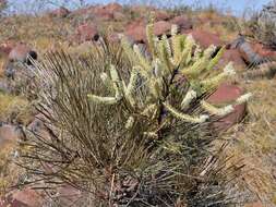 Image of Grevillea pyramidalis A. Cunn. ex R. Br.