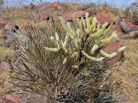 Image of Grevillea pyramidalis A. Cunn. ex R. Br.