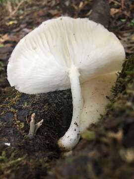 Image of Oudemansiella exannulata (Cleland & Cheel) R. H. Petersen 2010