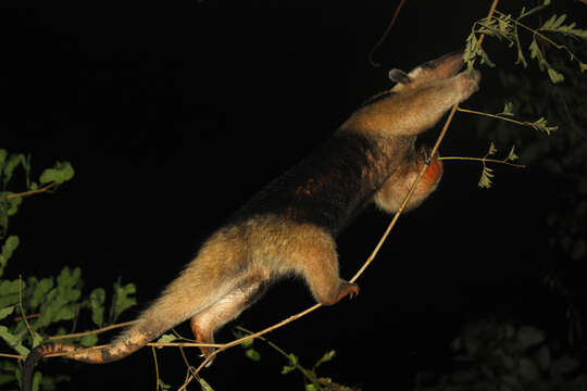 Plancia ëd Tamandua mexicana punensis J. A. Allen 1916