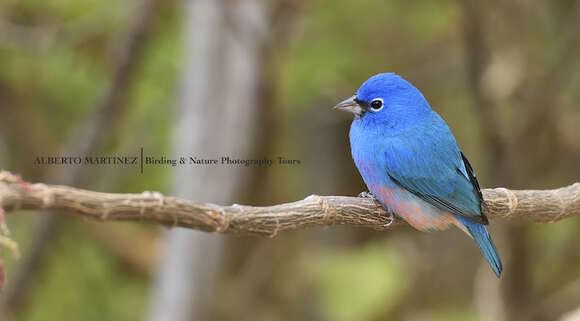 Слика од Passerina rositae (Lawrence 1874)