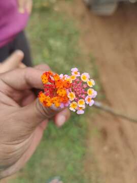 Image of Lantana camara subsp. aculeata (L.) R. W. Sanders