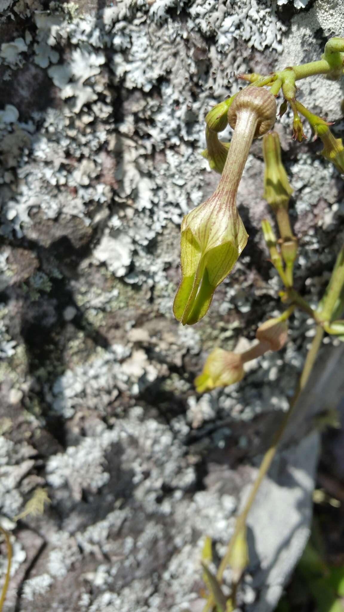 Image of Ceropegia albisepta Jumelle & Perrier