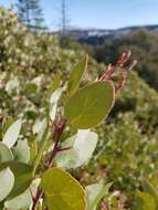 Arctostaphylos viscida subsp. viscida resmi