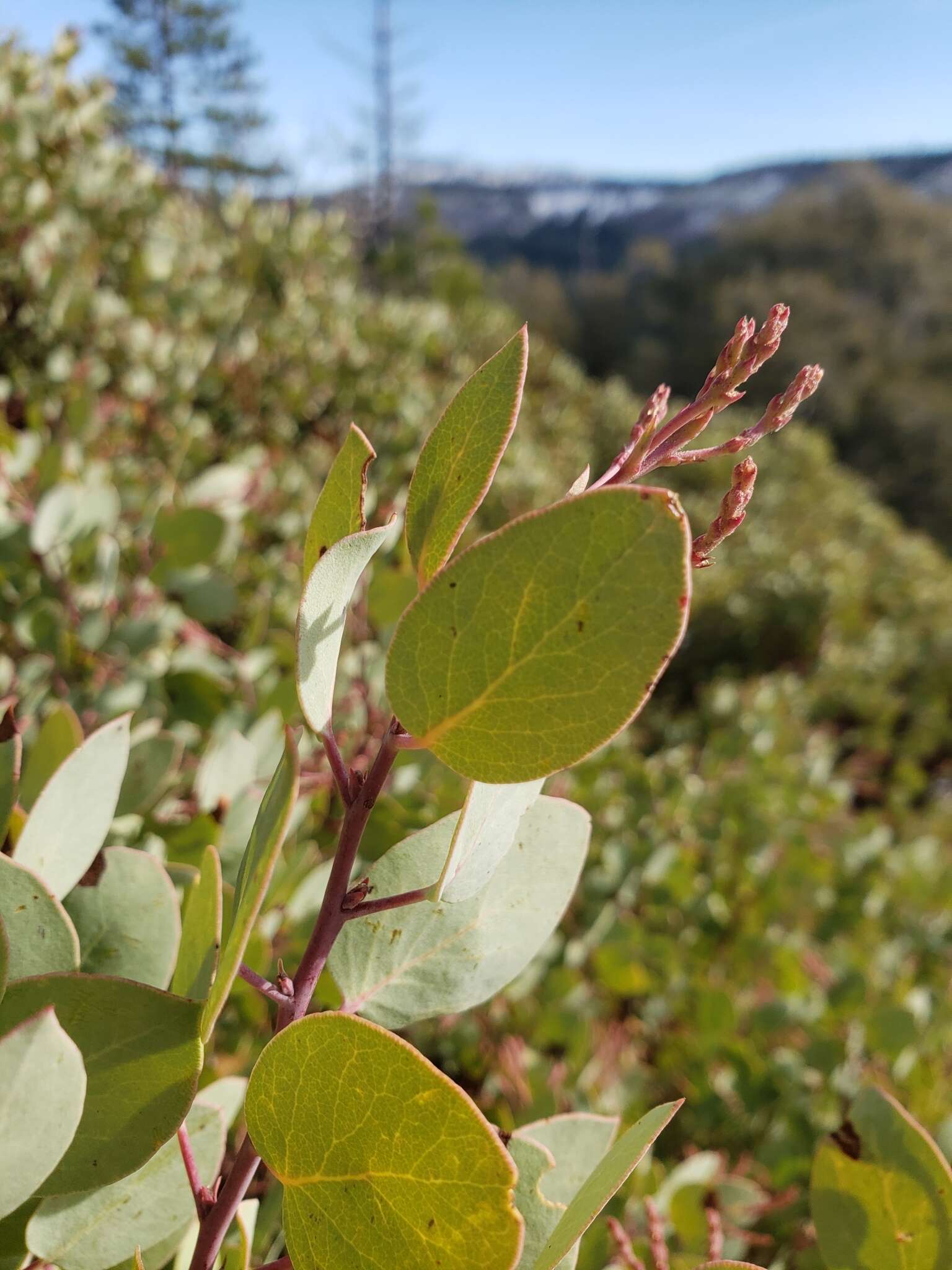 Arctostaphylos viscida subsp. viscida resmi