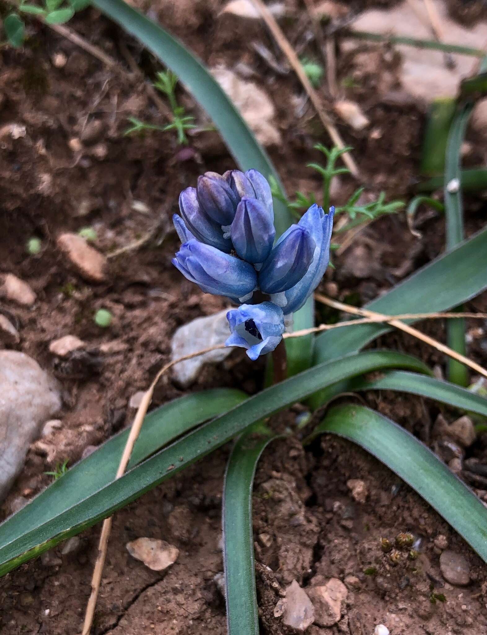 Image of Bellevalia hyacinthoides (Bertol.) K. Perss. & Wendelbo