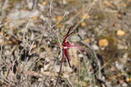 Image of Crimson spider orchid