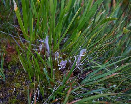 Image of Gray's broomrape