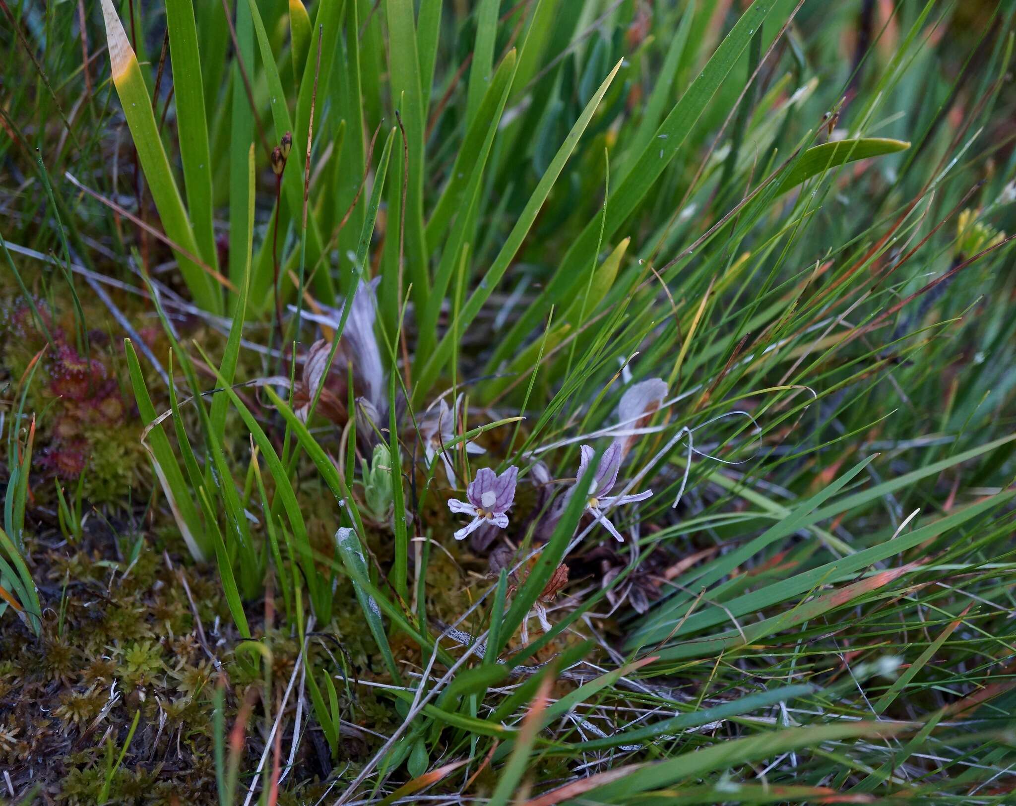 Imagem de Aphyllon californicum subsp. grayanum (Beck) A. C. Schneid.