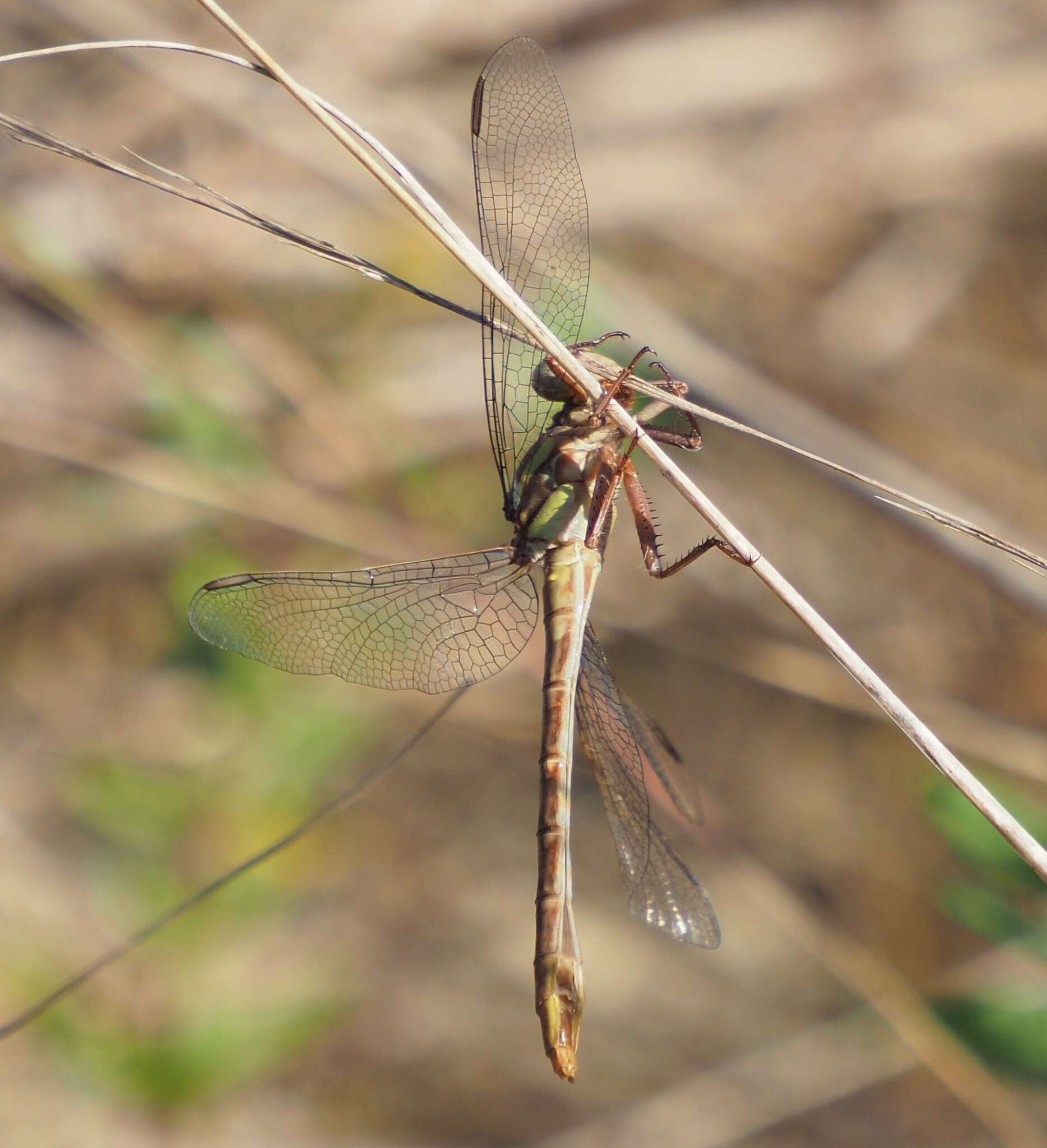 Image of Cypress Clubtail