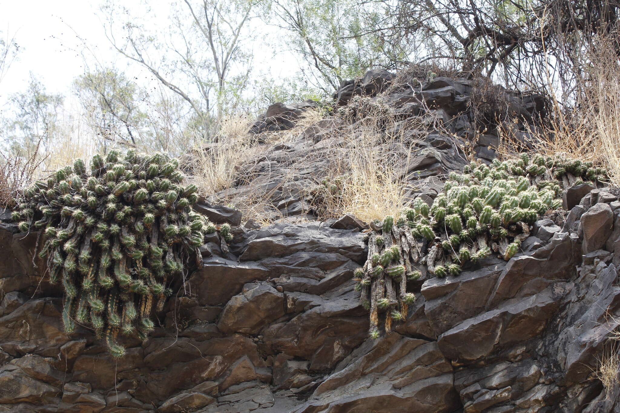 Image de Echinocereus cinerascens subsp. cinerascens