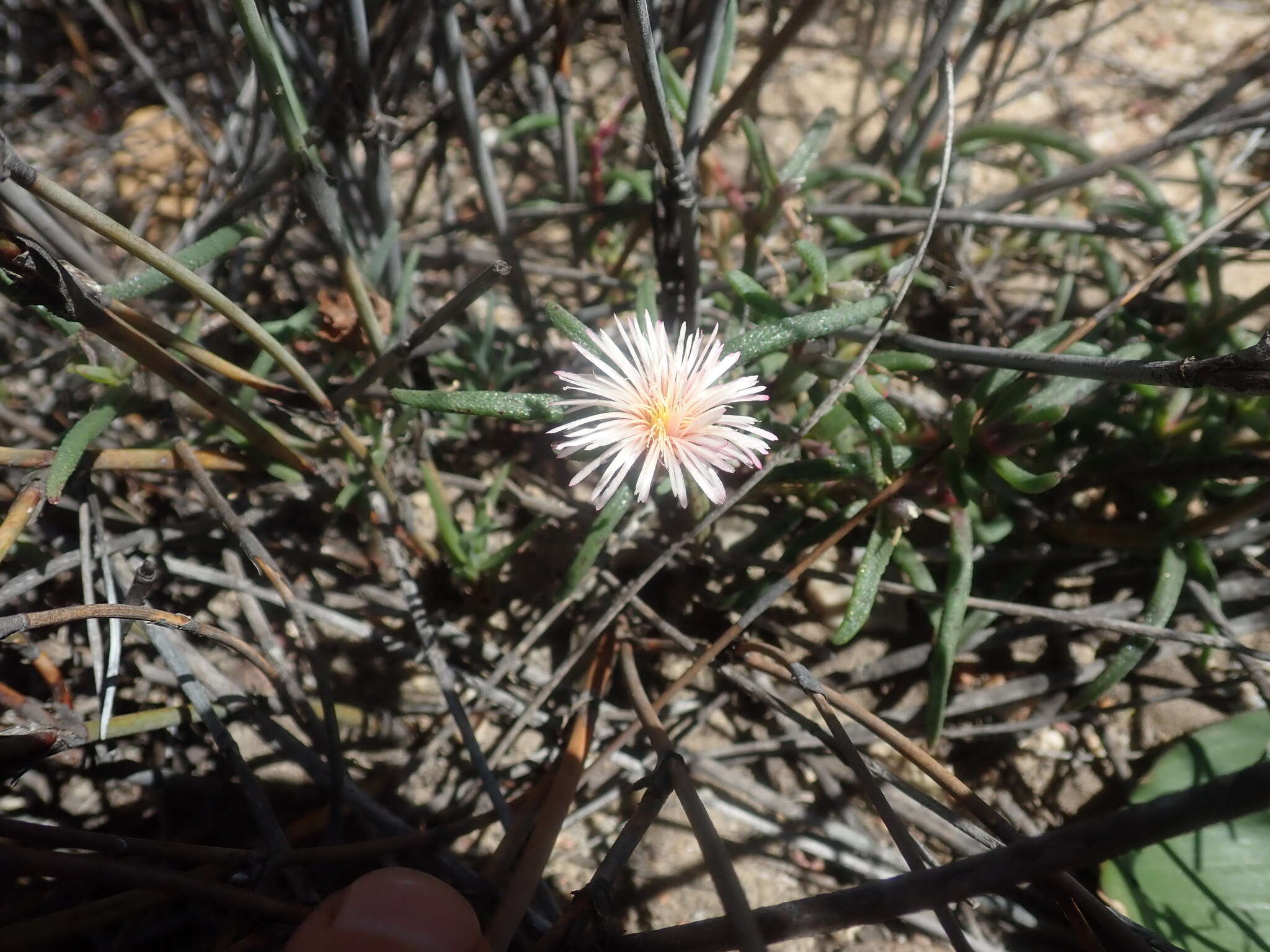 Image of Mesembryanthemum grossum (Soland.)