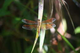 Image of Neurothemis terminata Ris 1911