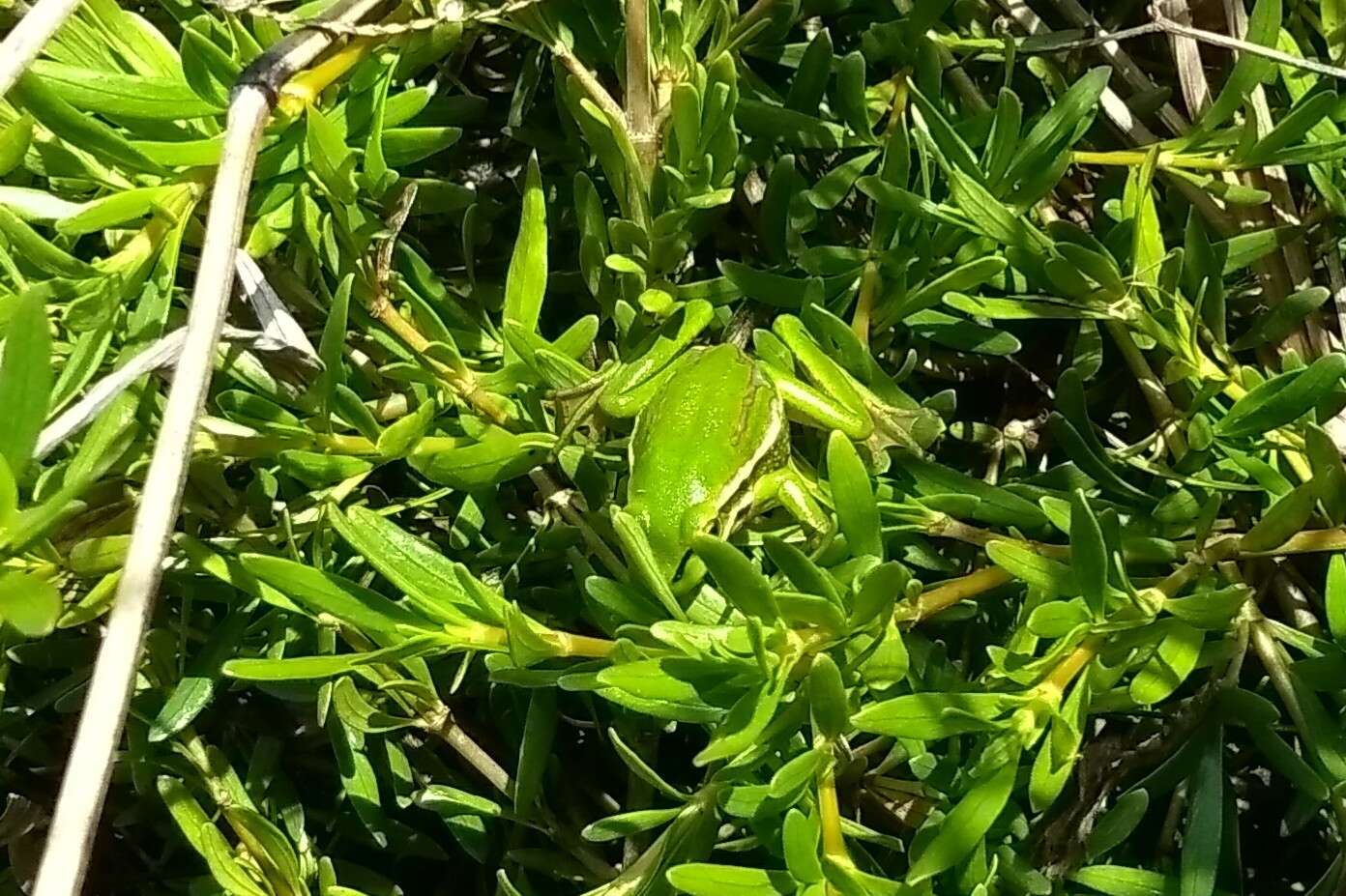 Image of Green and golden bell frog