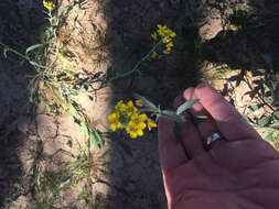 Image de Physaria gordonii (A. Gray) O'Kane & Al-Shehbaz