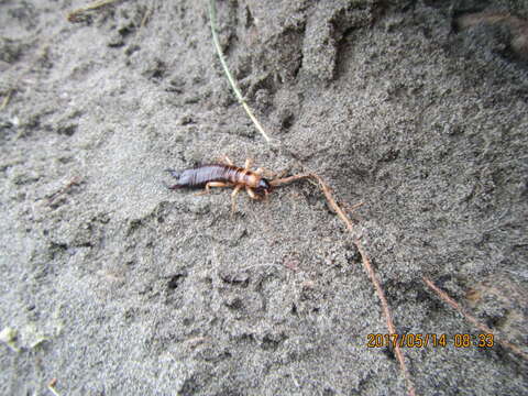 Image of seashore earwig