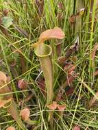 Image of Wherry's pitcherplant