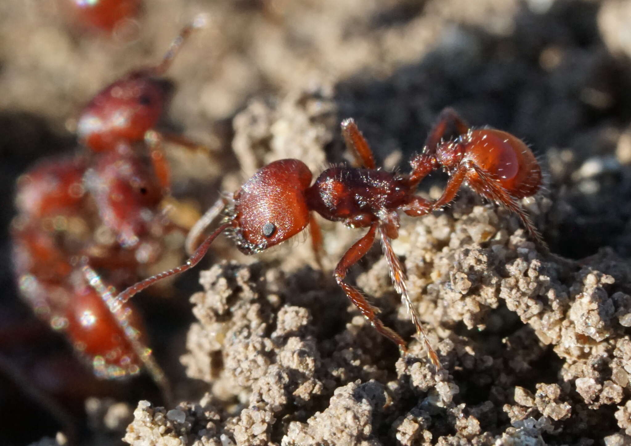 Слика од Pogonomyrmex subdentatus Mayr 1870