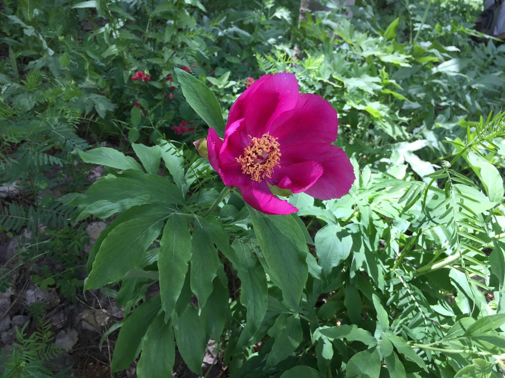 Image of peony