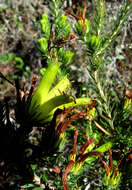 Image of Erica unicolor subsp. unicolor