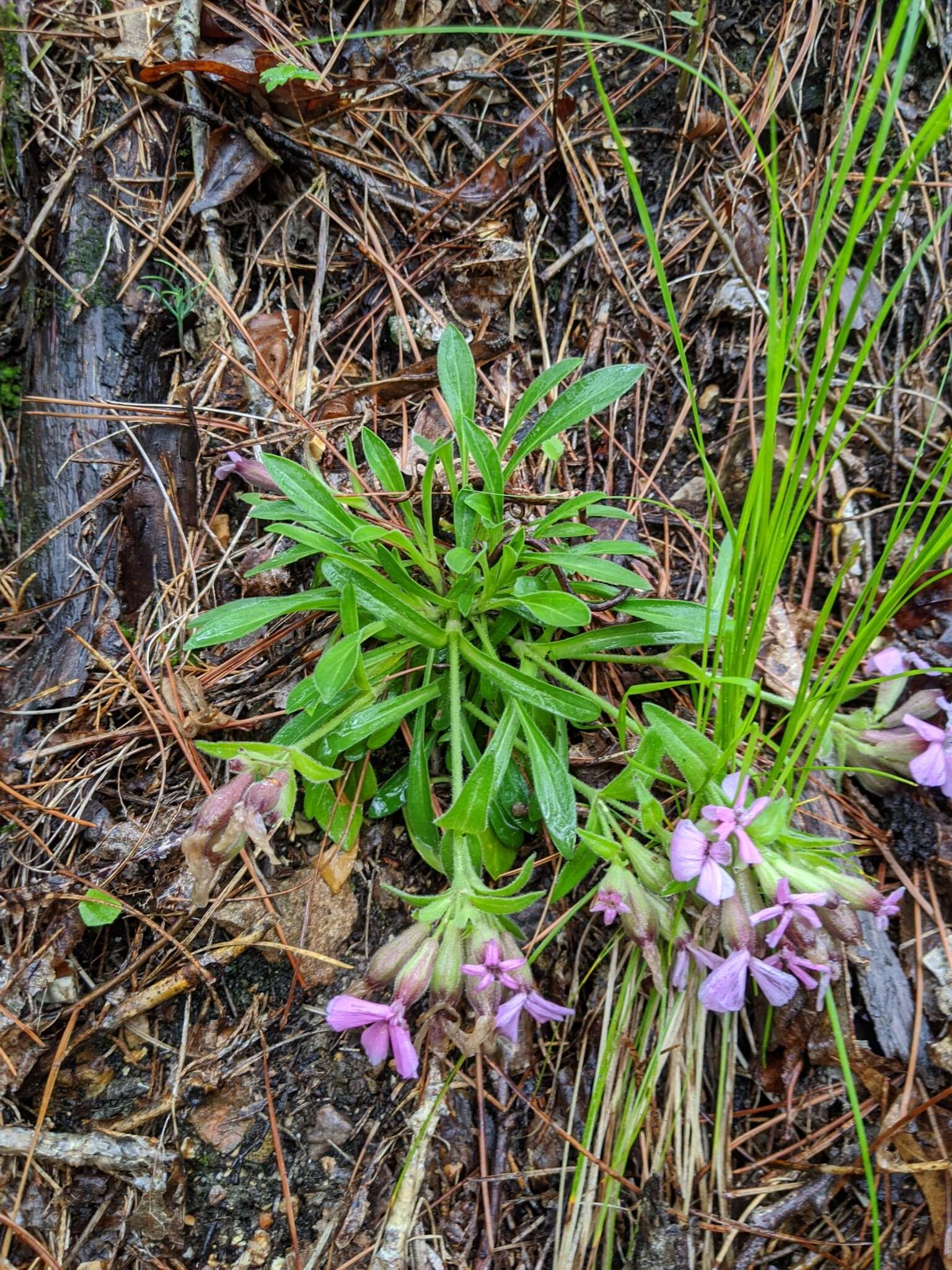 Слика од Silene caroliniana subsp. wherryi (Small) R. T. Clausen