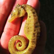 Image of Big-belly Seahorse