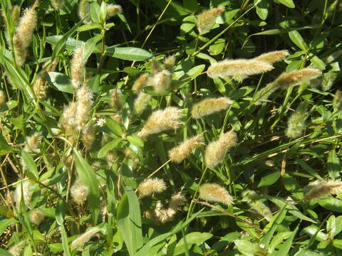 Imagem de Polypogon monspeliensis (L.) Desf.