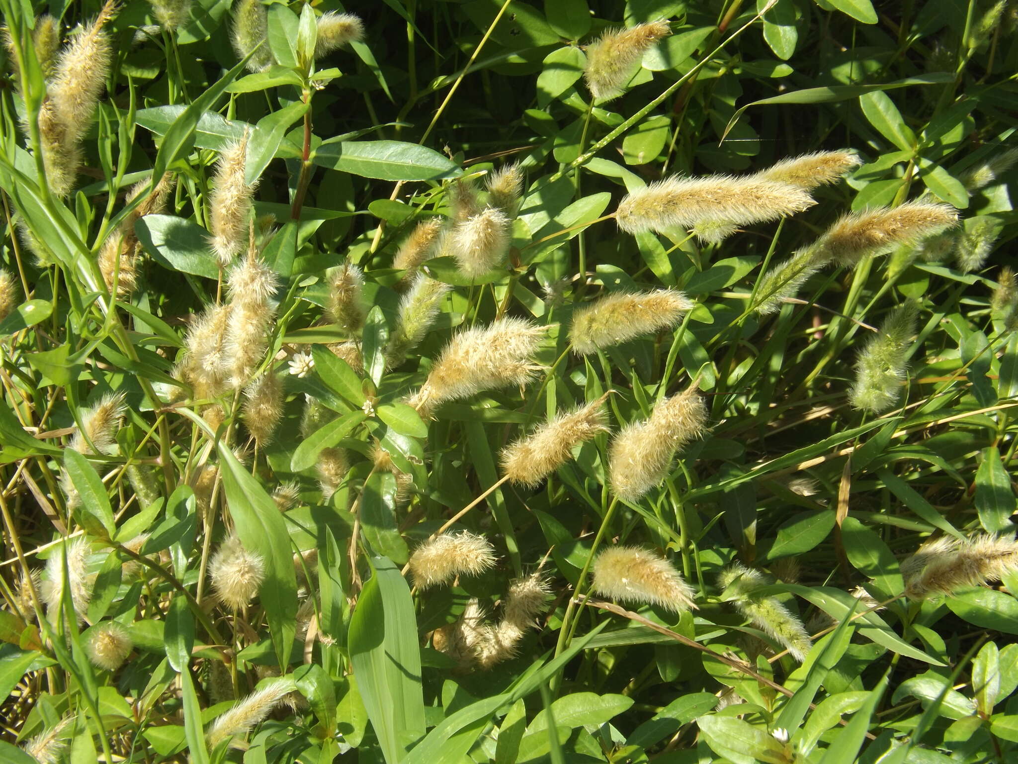 Image de Polypogon de Montpellier