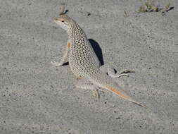 Image of Coachella Valley Fringe-toed Lizard