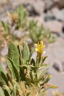 صورة Trixis cacalioides (Kunth) D. Don