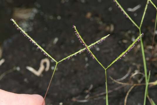 Plancia ëd Digitaria fuscescens (J. Presl) Henrard